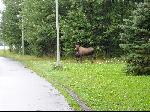 Anchorage Moose